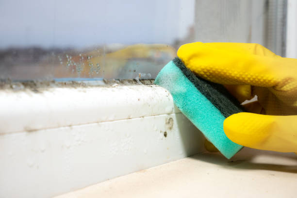 Best Black Mold Removal  in Setauket, NY